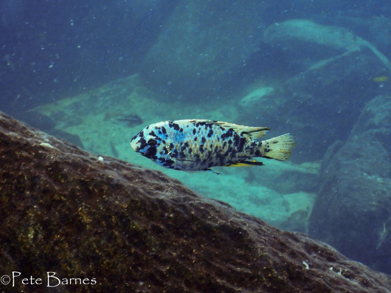Labeotropheus fuelleborni 'Ababi Island'